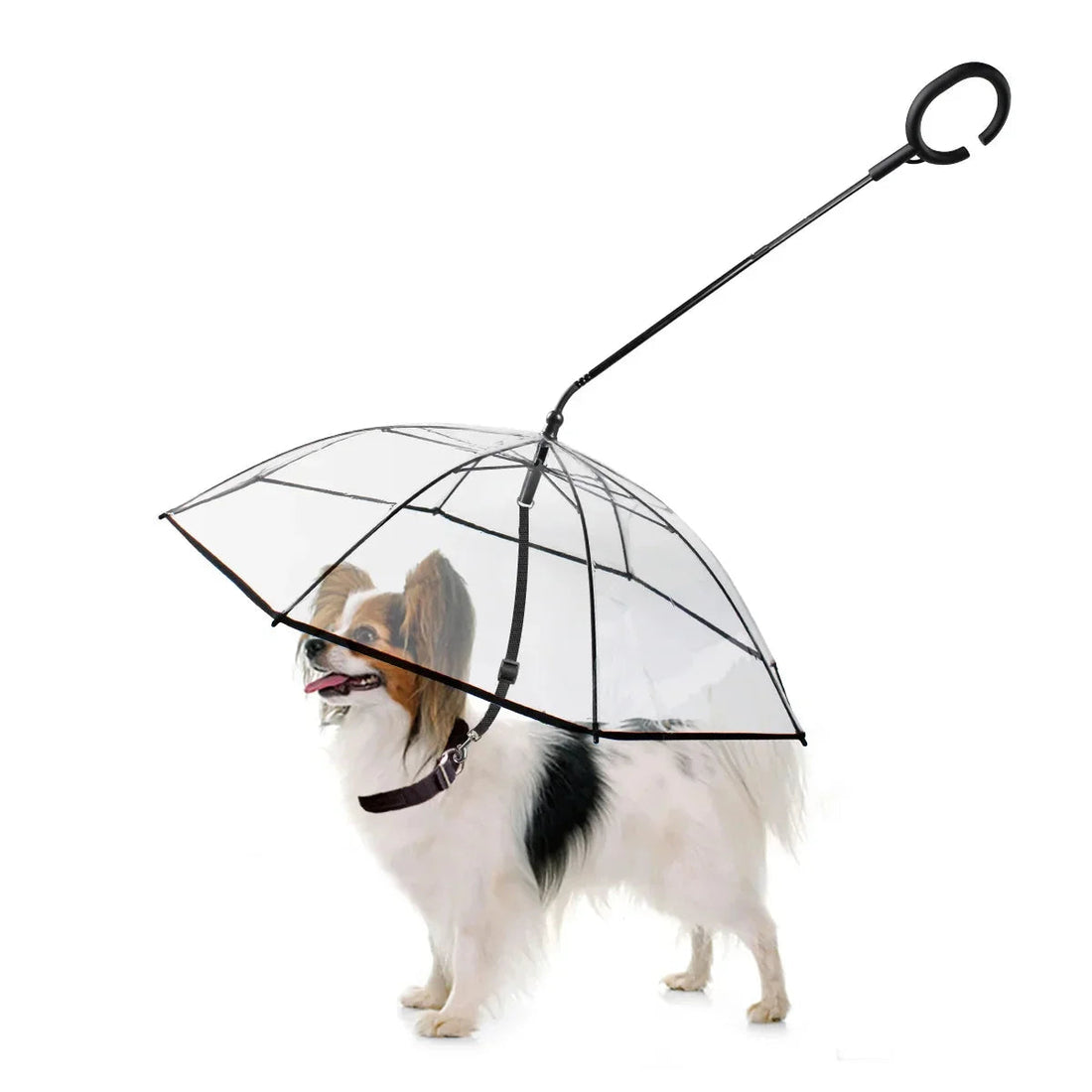 Dog Amenities