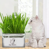 Soilless Organic Cat Grass Clean Oral Cat Supplies